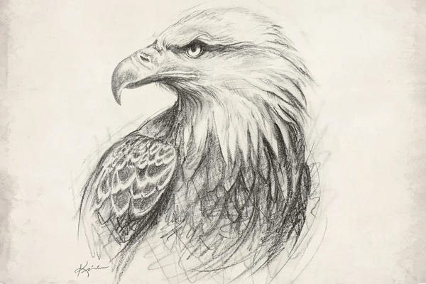 Bald Eagle Sketch