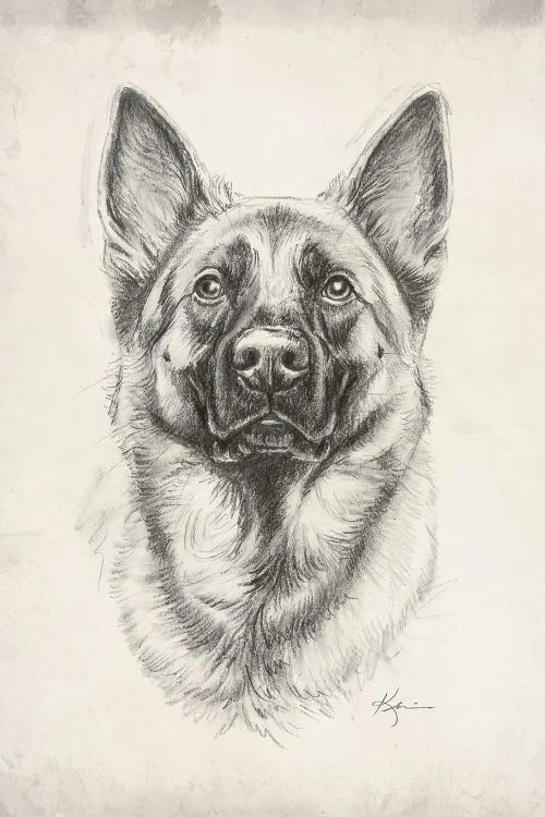 German Shepherd II Sketch