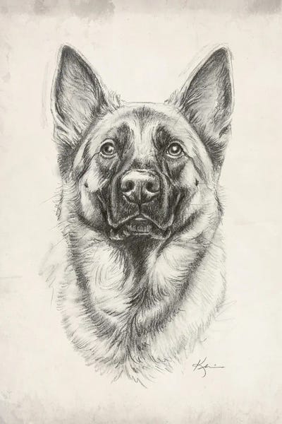 Fine Art Print: German Shepherd II Sketch by Lindsay Kivi