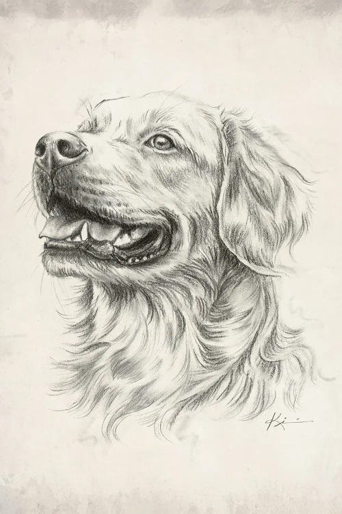 Golden Retriever III Sketch