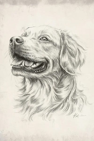 Golden Retrievers: Golden Retriever III Sketch by Lindsay Kivi