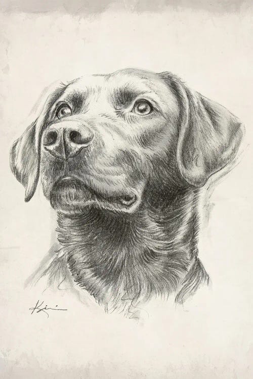 Labrador Retriever IV Sketch by Lindsay Kivi wall art