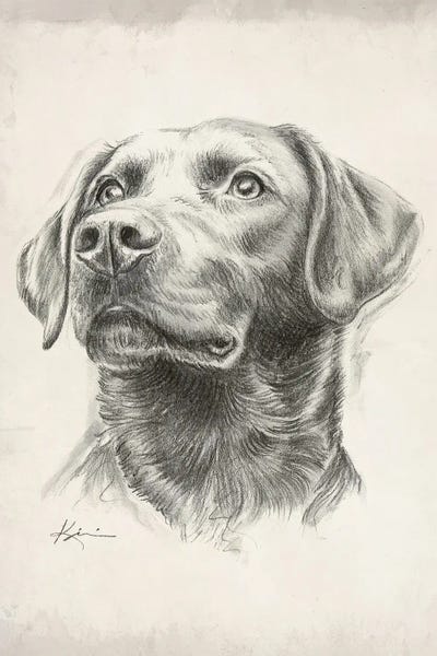 Labrador Retrievers: Labrador Retriever IV Sketch by Lindsay Kivi