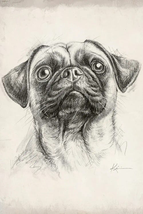 Pug Sketch