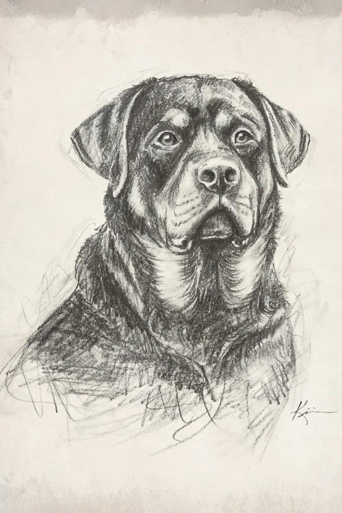 Rottweiler Sketch