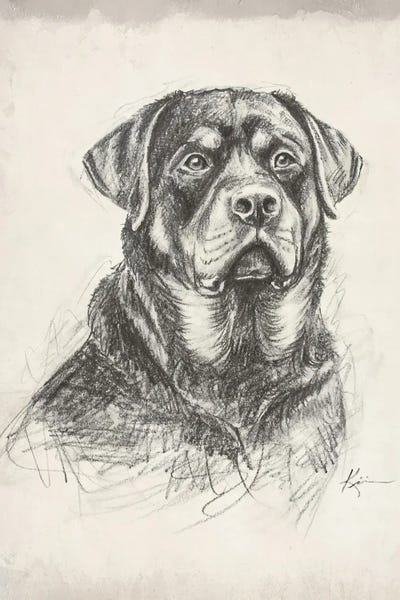 Rottweilers: Rottweiler Sketch by Lindsay Kivi