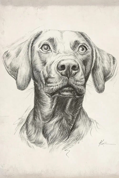 Weimaraner II Sketch