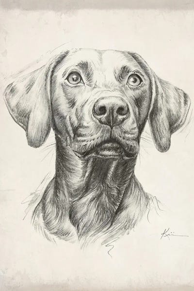 Weimaraners: Weimaraner II Sketch by Lindsay Kivi