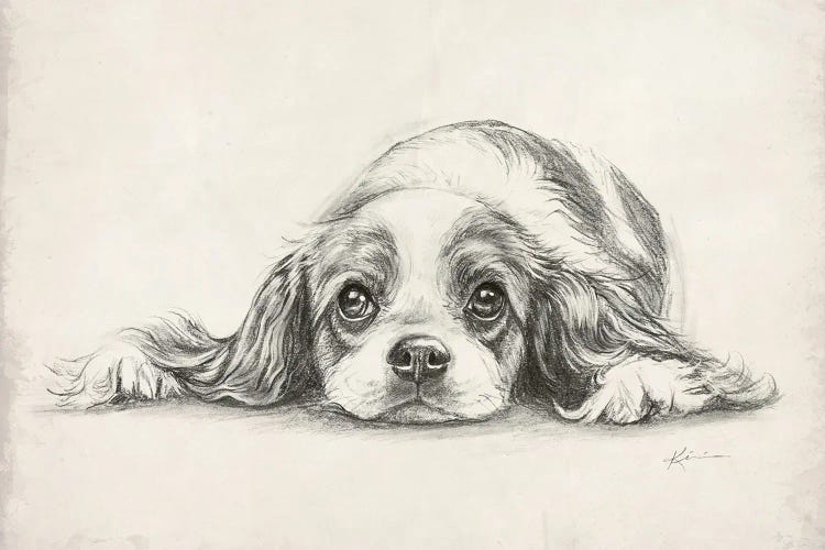 King Charles Cavalier Spaniel