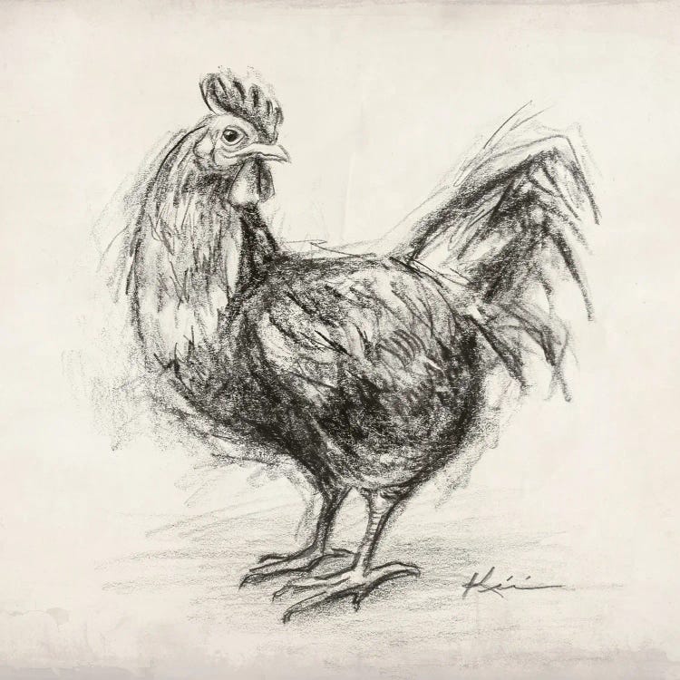 Rooster Sketch