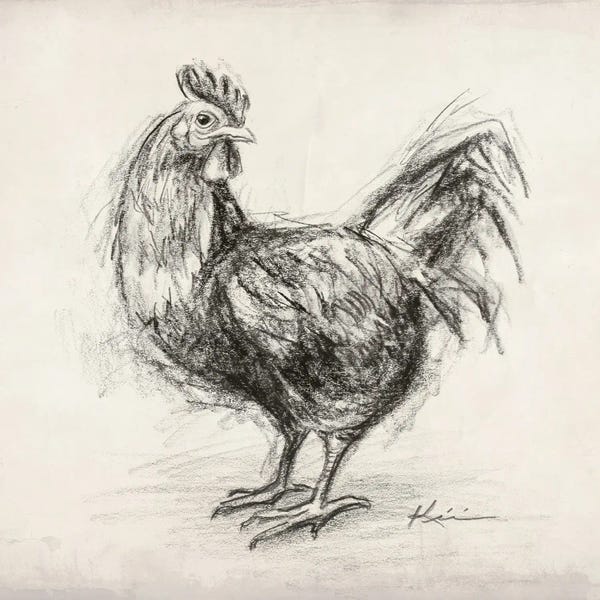Chickens & Roosters: Rooster Sketch by Lindsay Kivi