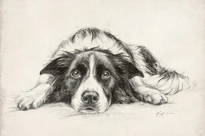 Border Collie Sketch by Lindsay Kivi metal wall art