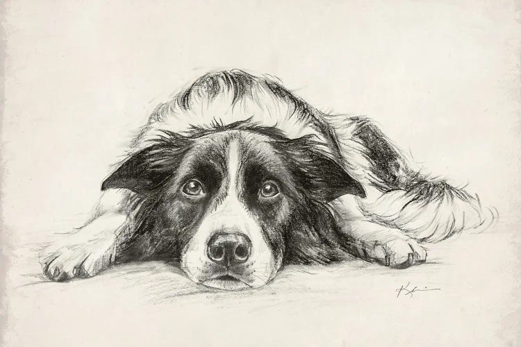 Border Collie Sketch
