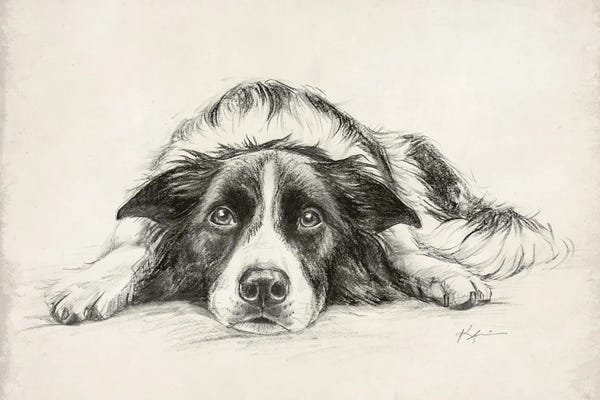 Border Collies: Border Collie Sketch by Lindsay Kivi