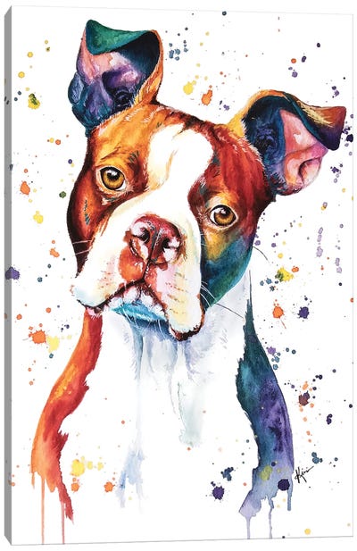 Boston Terrier Canvas Art Print - Lindsay Kivi