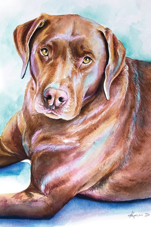 Chocolate Lab