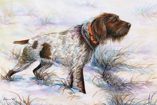 Wirehaired Pointing Griffons