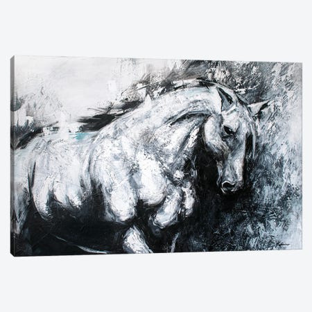 White Horse Canvas Print #LKV85} by Lindsay Kivi Canvas Wall Art
