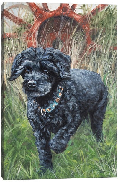 Toy Poodle Canvas Art Print - Grass Art
