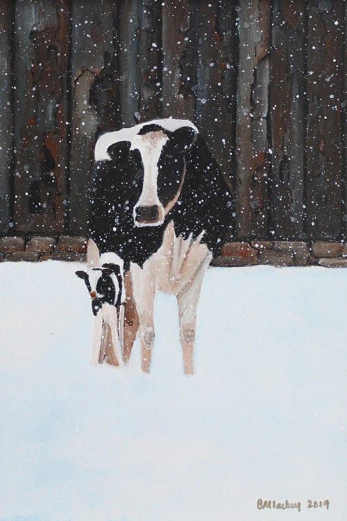 Cow And Calf In The Snow