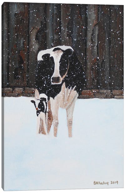 Cow And Calf In The Snow Canvas Art Print - Cheryl Miller Lackey