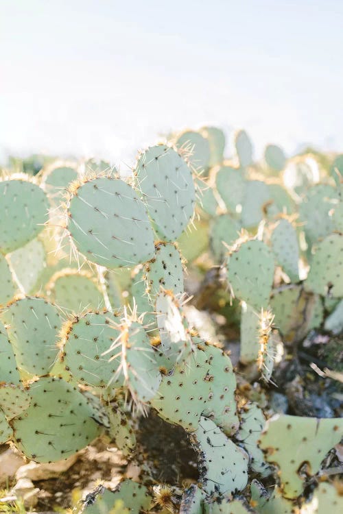 Prickly Pear II, Tuscon, Arizona