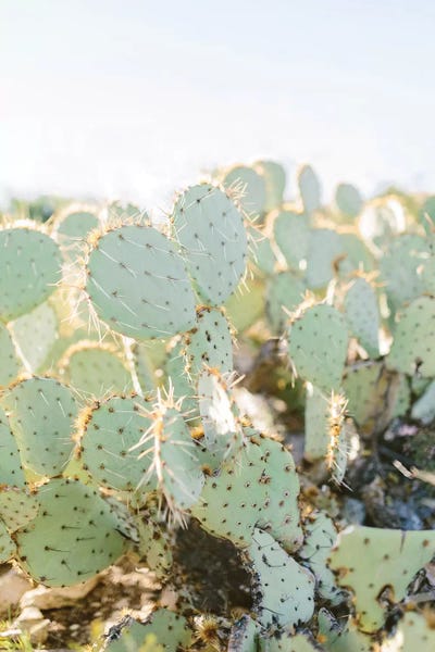 Cacti: Prickly Pear II, Tuscon, Arizona by lovelylittlehomeco