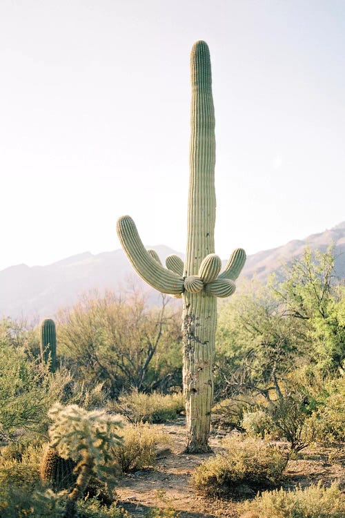 Saguaro Cactus, Arizona  by lovelylittlehomeco wall art