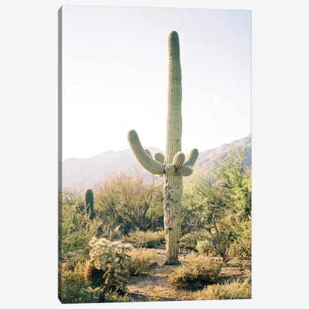 Saguaro Cactus, Arizona  Canvas Print #LLH104} by lovelylittlehomeco Canvas Art