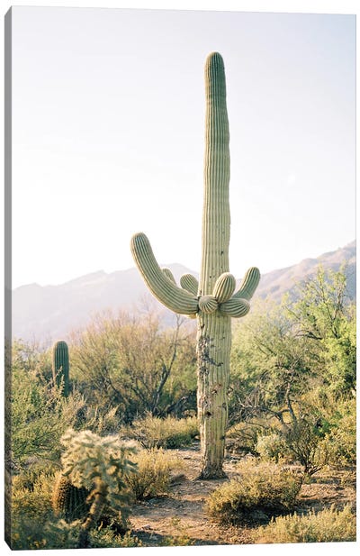 Saguaro Cactus, Arizona  Canvas Art Print - lovelylittlehomeco