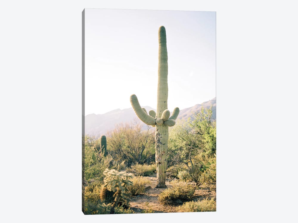 Saguaro Cactus, Arizona  by lovelylittlehomeco 1-piece Canvas Art