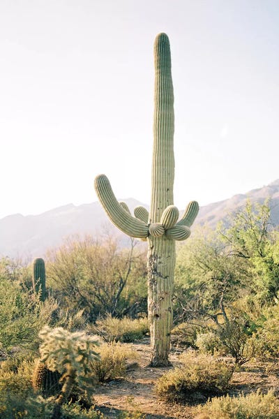 Cacti: Saguaro Cactus, Arizona  by lovelylittlehomeco
