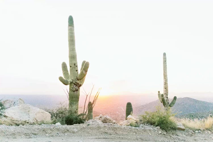 Saguros In The Sun, Tuscon, Arizona by lovelylittlehomeco wall art