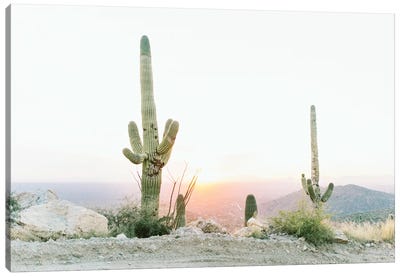 Saguros In The Sun, Tuscon, Arizona Canvas Art Print - Cactus Art