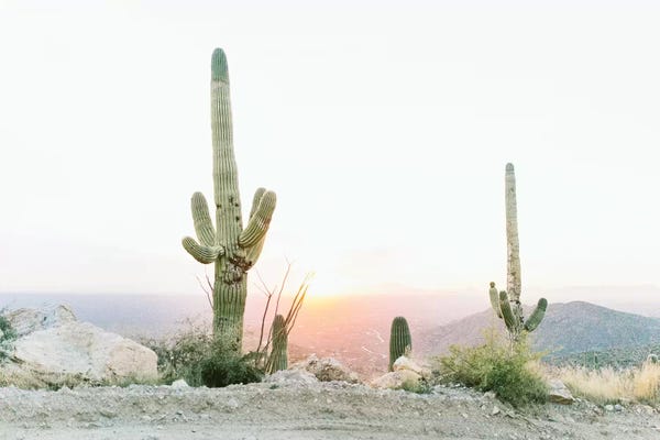 Daydream Destinations: Saguros In The Sun, Tuscon, Arizona by lovelylittlehomeco