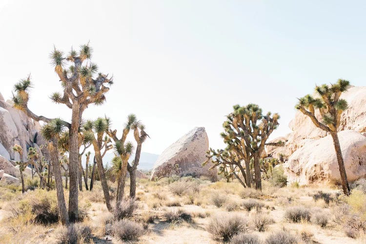 Desert Landscape I, Joshua Tree, California