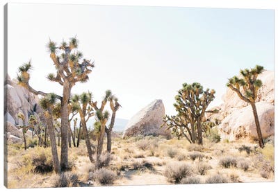 Desert Landscape I, Joshua Tree, California Canvas Art Print - lovelylittlehomeco