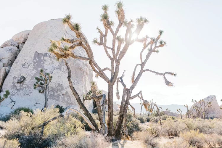 Desert Landscape II, Joshua Tree, California