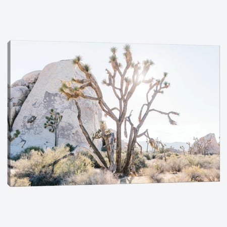 Desert Landscape II, Joshua Tree, California Canvas Print #LLH51} by lovelylittlehomeco Canvas Print