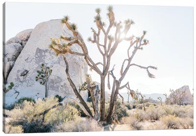 Desert Landscape II, Joshua Tree, California Canvas Art Print - lovelylittlehomeco
