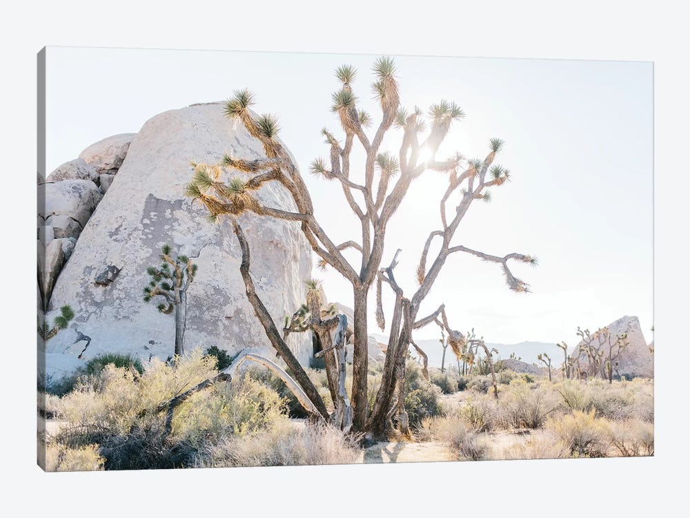 Desert Landscape II, Joshua Tree, California by lovelylittlehomeco 1-piece Canvas Art