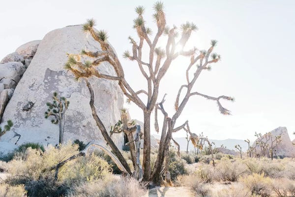 Take A Hike: Desert Landscape II, Joshua Tree, California by lovelylittlehomeco