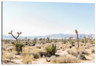 Desert Landscape III, Joshua Tree, California Canvas Art Print - Desert Landscape Photography