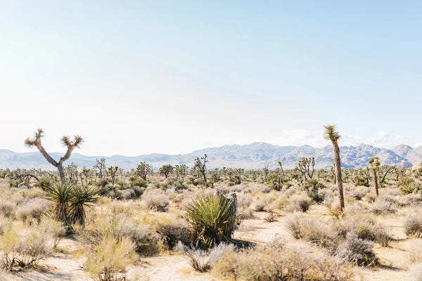 Joshua Tree National Park: Desert Landscape III, Joshua Tree, California by lovelylittlehomeco