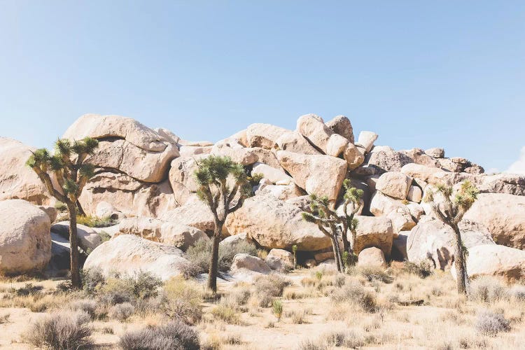 Desert Landscape IV, Joshua Tree, California