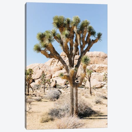 Desert Landscape V, Joshua Tree, California Canvas Print #LLH54} by lovelylittlehomeco Canvas Art