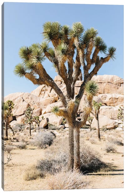 Desert Landscape V, Joshua Tree, California Canvas Art Print - Joshua Tree National Park