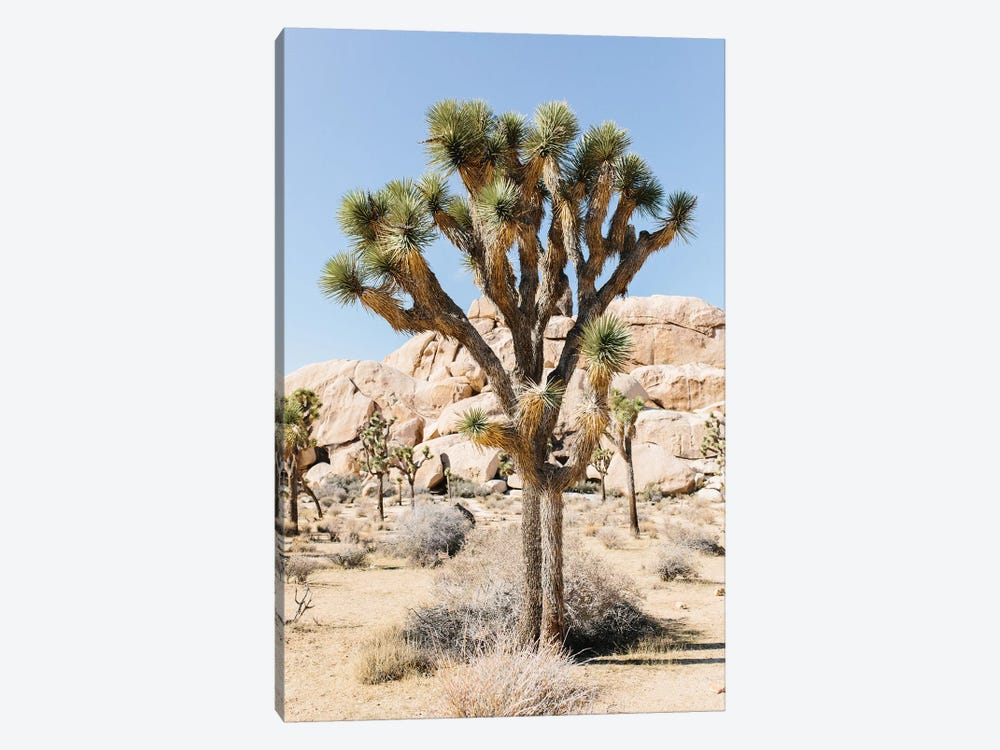 Desert Landscape V, Joshua Tree, California 1-piece Art Print