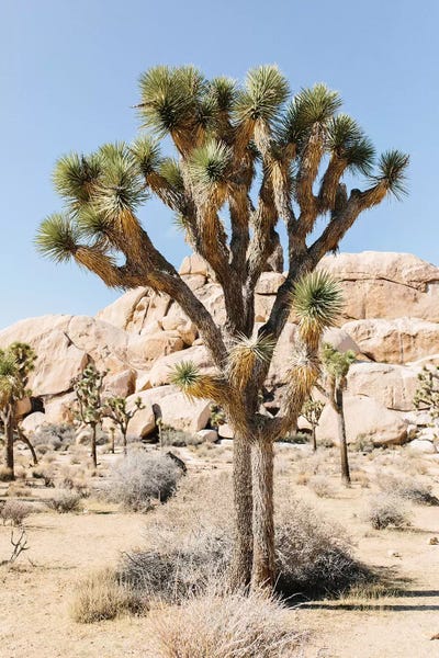 Joshua Tree National Park: Desert Landscape V, Joshua Tree, California by lovelylittlehomeco