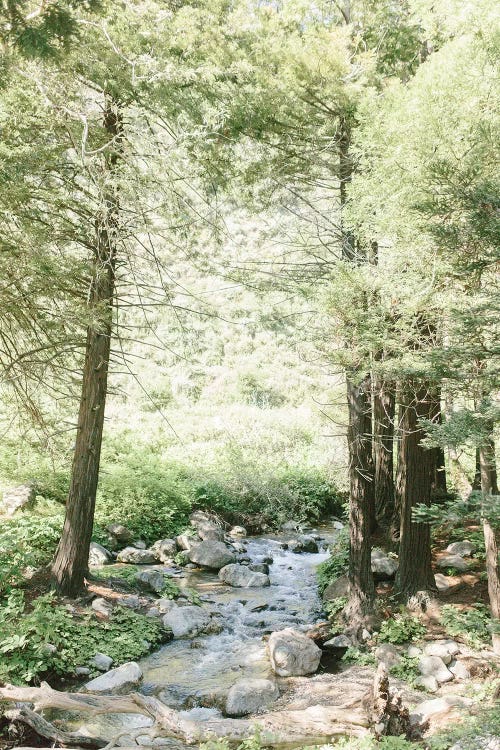 Forest, Big Sur, California